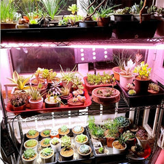 169/81 LED Plant Grow Light Full Spectrum Indoor Veg Flower Hydroponic Lamp 85-265V