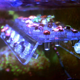 Marine Aquarium Reef Fish Tank Acrylic Coral Rack Bracket Live Holder Sucker