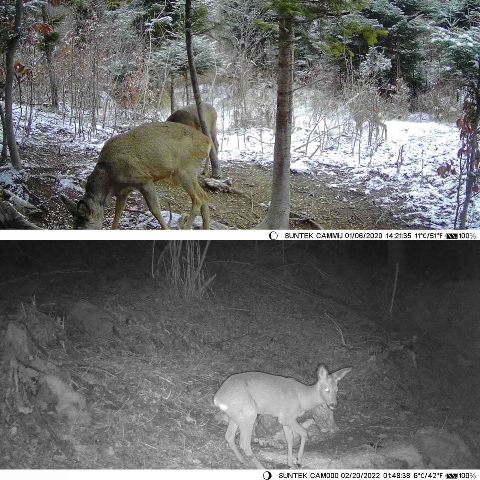 Solar Powered 20MP/1080P IP65 Hunting Camera 0.45s Trigger Speed 2 Infrared LED Night Vision Motion Activated Trail Camera 60° Detection Range