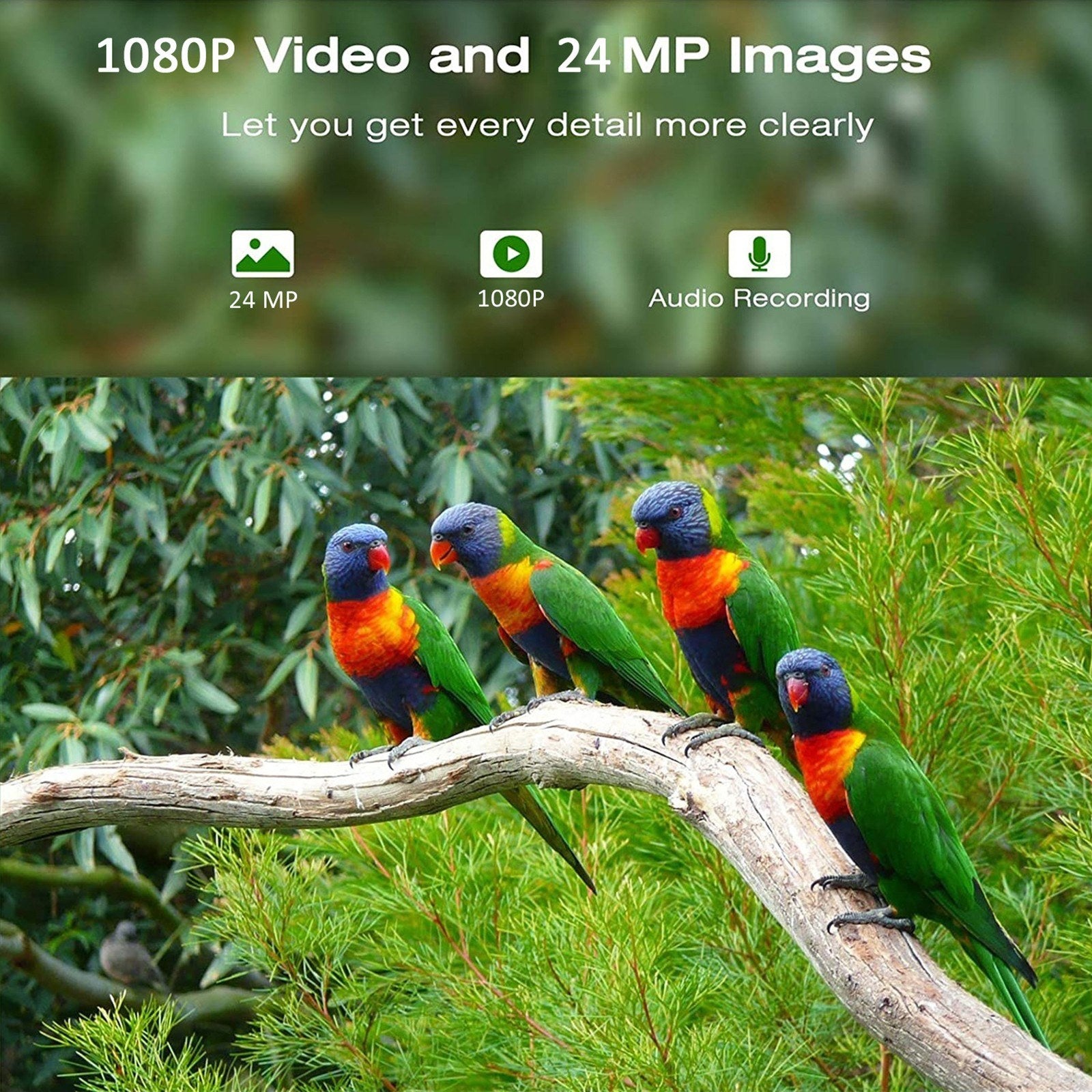 Solar Powered 1080P Wireless WiFi Smart Bird Feeder Camera Waterproof Bird Watching Camera