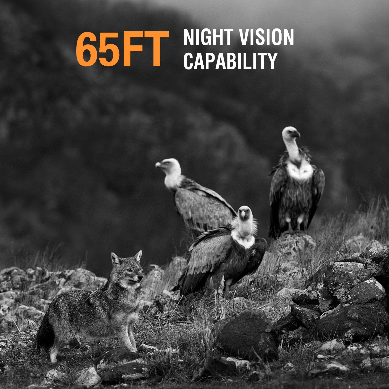 4K 50MP Trail Camera Night Vision Motion Activated Game Camera IP65 Waterproof Hunting Camera