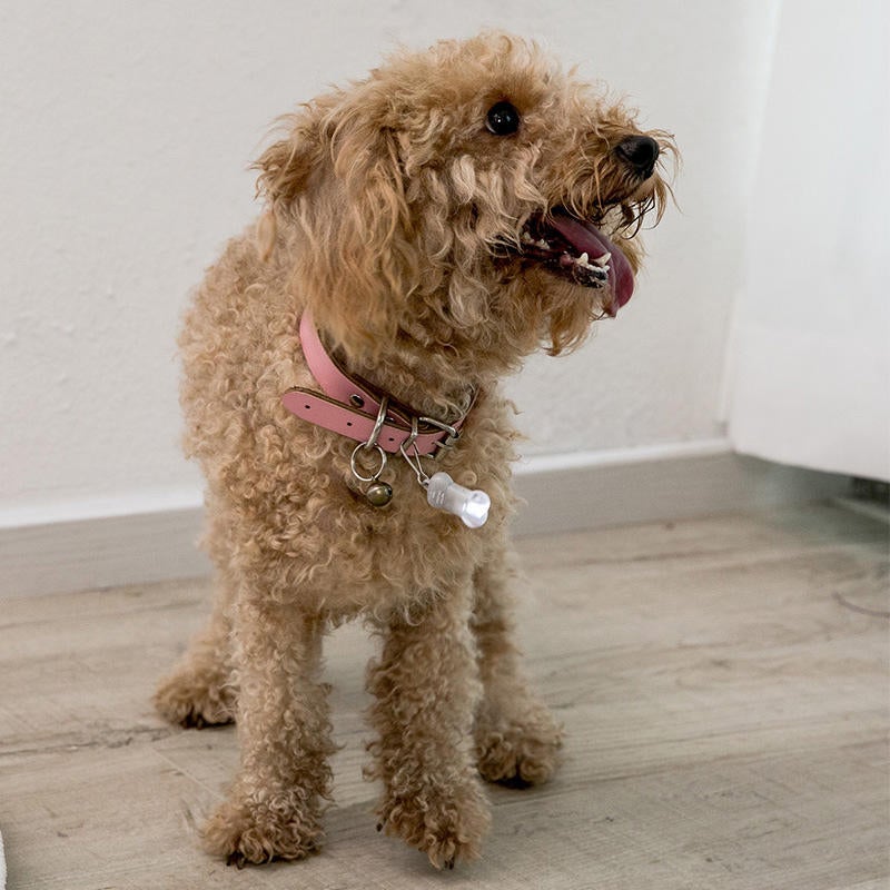 Bone Label Light Pet Tag Light Bulb Outdoor Dog Floodlight Missing Warning Light Pet Supplies