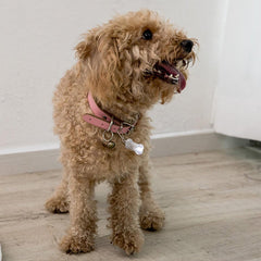 Bone Label Light Pet Tag Light Bulb Outdoor Dog Floodlight Missing Warning Light Pet Supplies