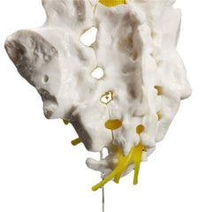 12''Life Size Chiropractic Human Anatomical Lumbar Vertebral Spine Anatomy Model