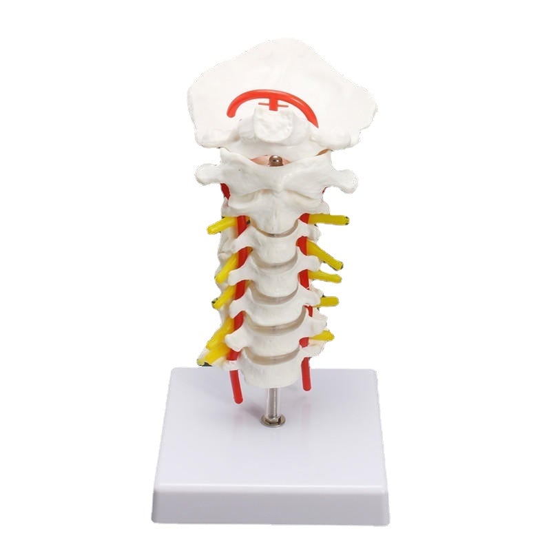 7'' Life Size Chiropractic Human Anatomical Cervical Vertebral Spine Model
