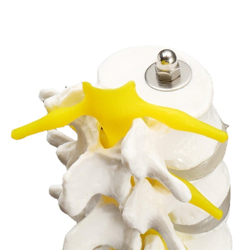 12''Life Size Chiropractic Human Anatomical Lumbar Vertebral Spine Anatomy Model