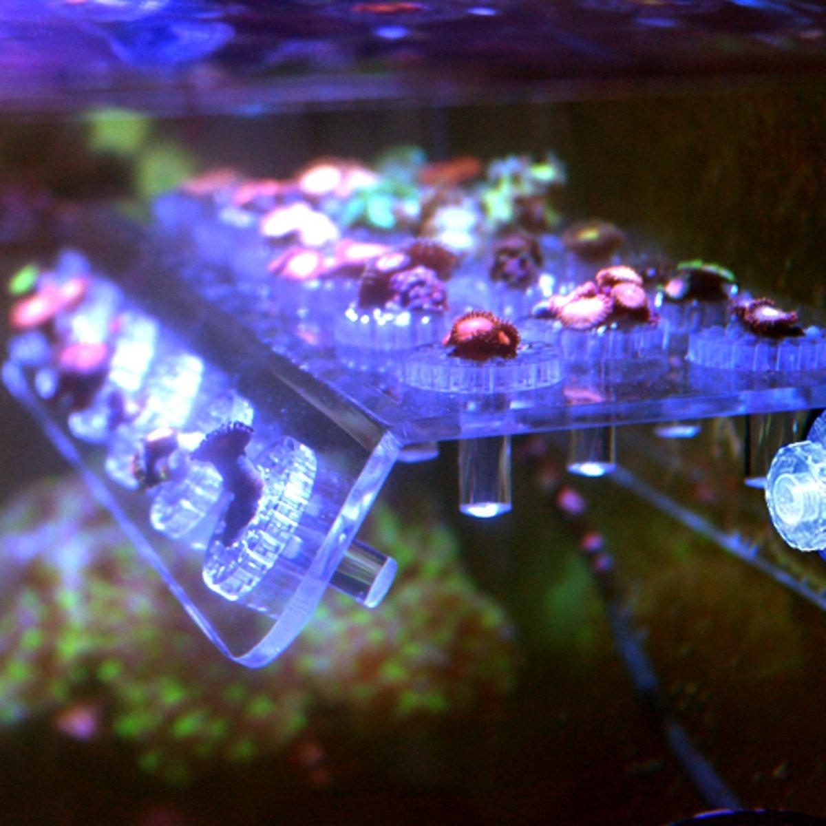 Marine Aquarium Reef Fish Tank Acrylic Coral Rack Bracket Live Holder Sucker