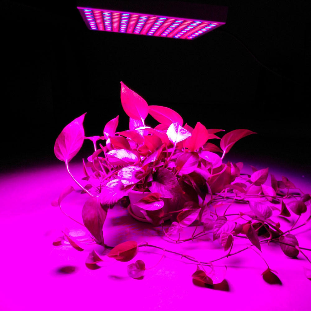 45W 200W Reflector Cup Full Spectrum Led Grow Lights For Grow Tent Box Indoor Greenhouse