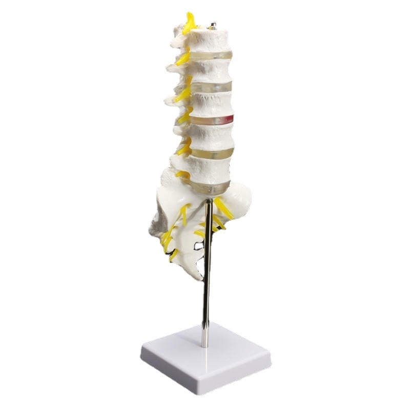 12''Life Size Chiropractic Human Anatomical Lumbar Vertebral Spine Anatomy Model