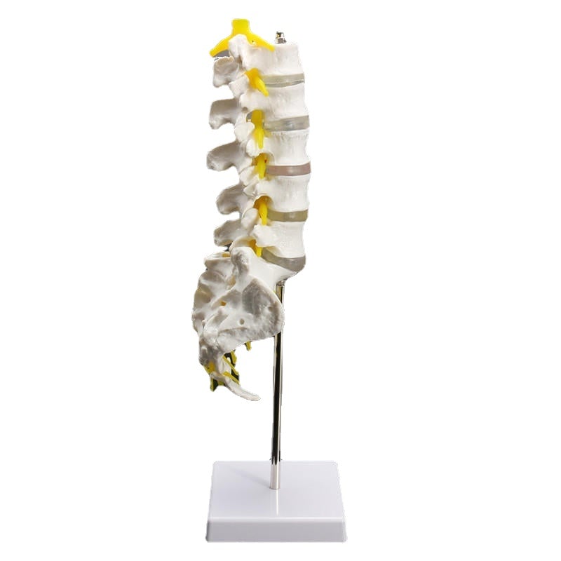 12''Life Size Chiropractic Human Anatomical Lumbar Vertebral Spine Anatomy Model