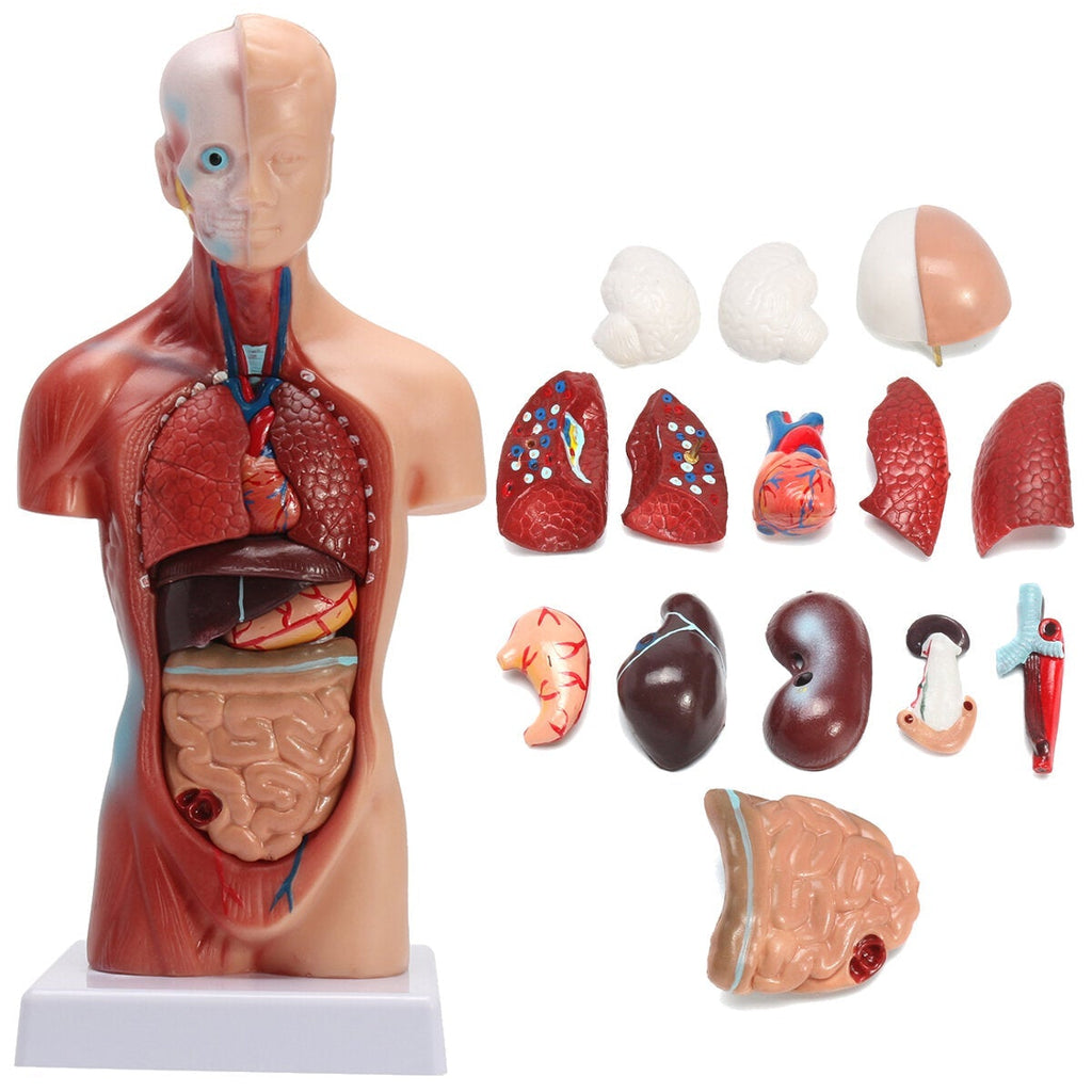 Human Torso Body Anatomy Model Heart Brain Skeleton School Educational