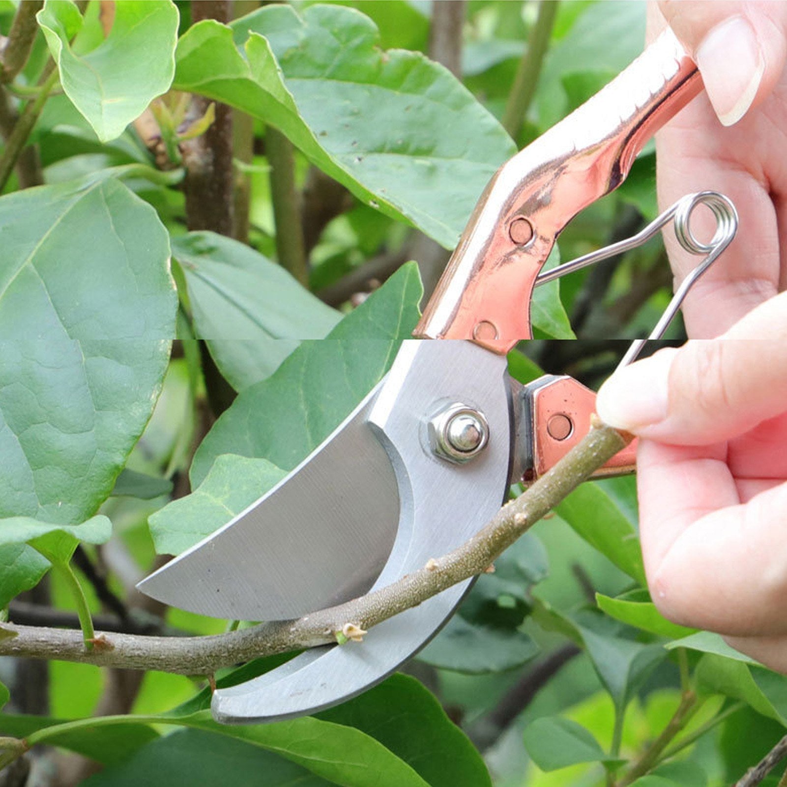 Steel Blade Secateurs