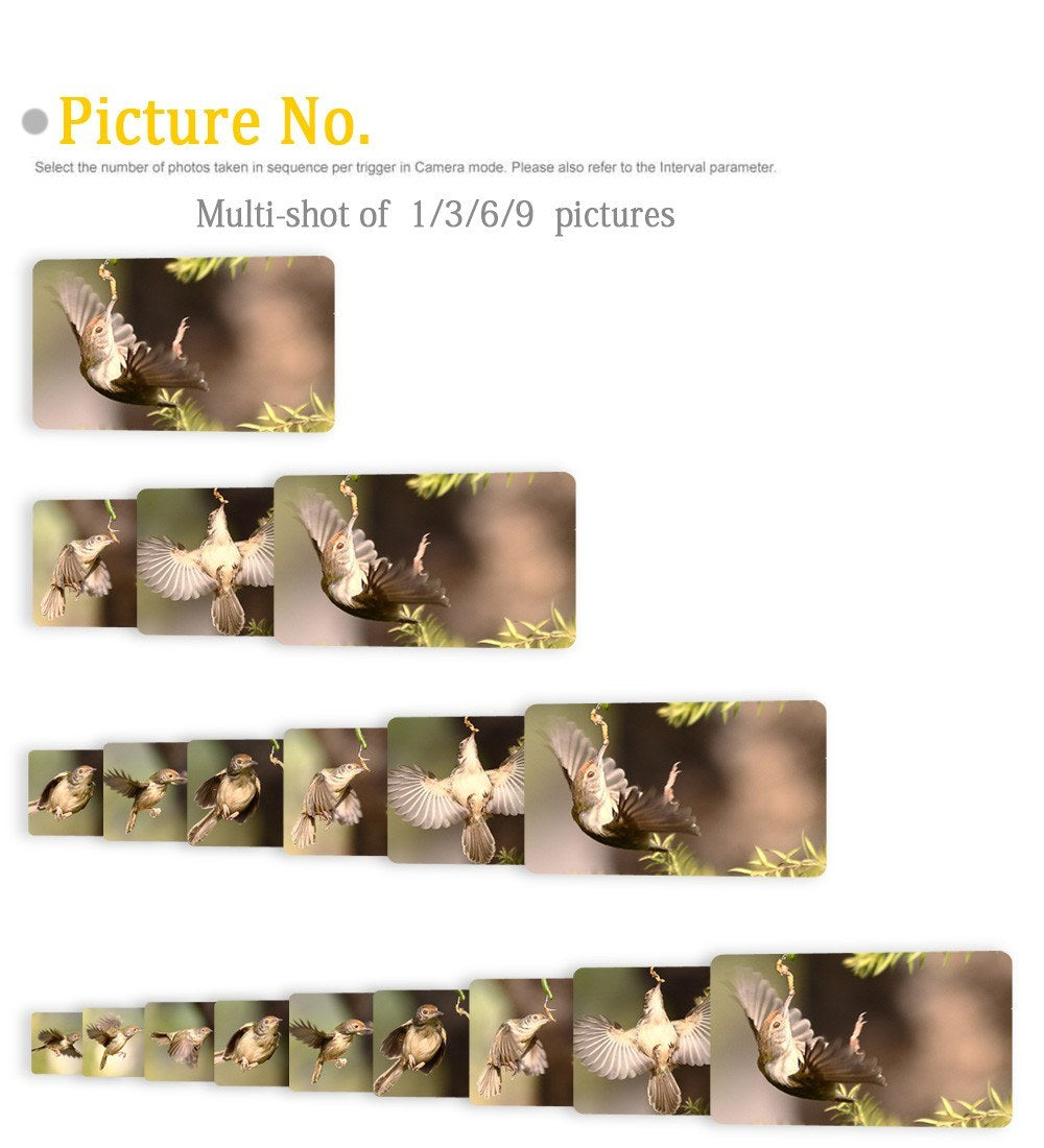 Hunting Trail Camera