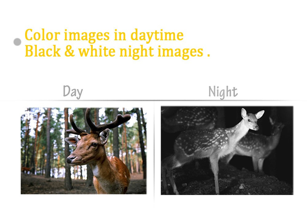 Hunting Trail Camera