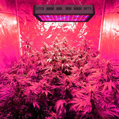 1200W Double Chips LED Grow Light Full Spectrum Grow Lamp for Greenhouse Hydroponic Indoor Plants