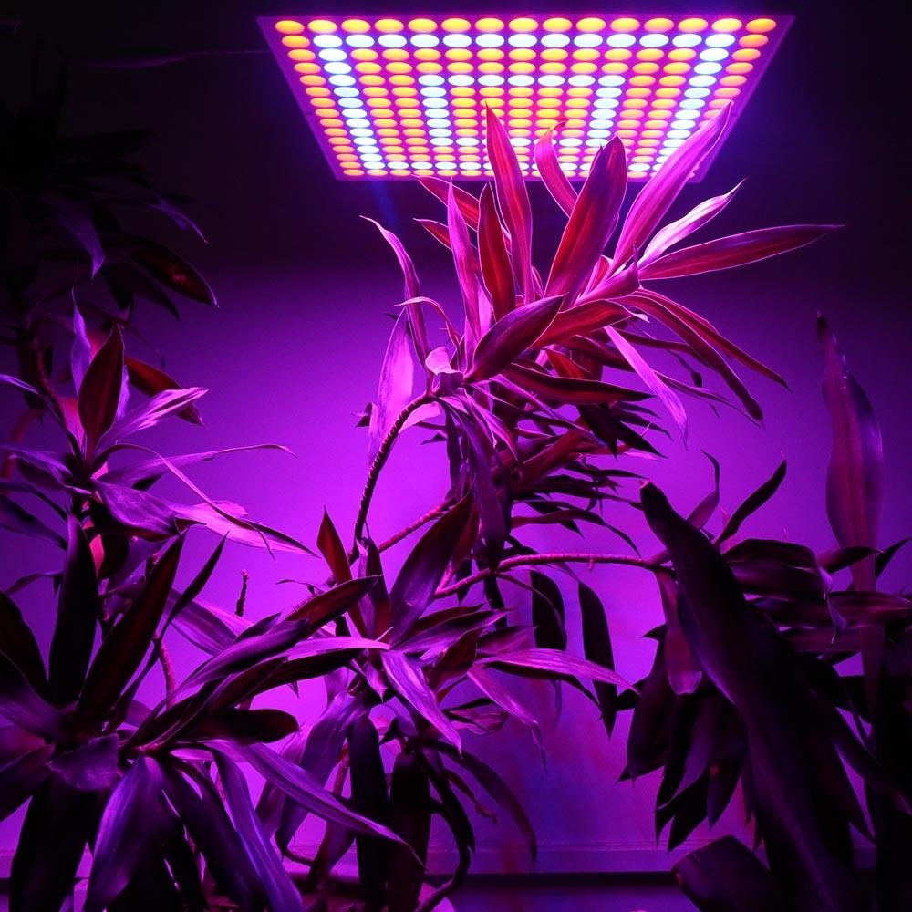 45W 200W Reflector Cup Full Spectrum Led Grow Lights For Grow Tent Box Indoor Greenhouse