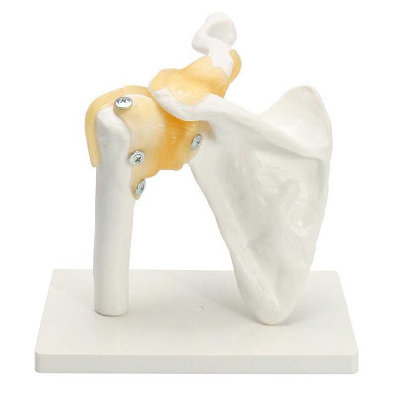 Anatomical Functional Human Shoulder Joint Teaching Model