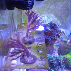 Marine Aquarium Reef Fish Tank Acrylic Coral Rack Bracket Live Holder Sucker